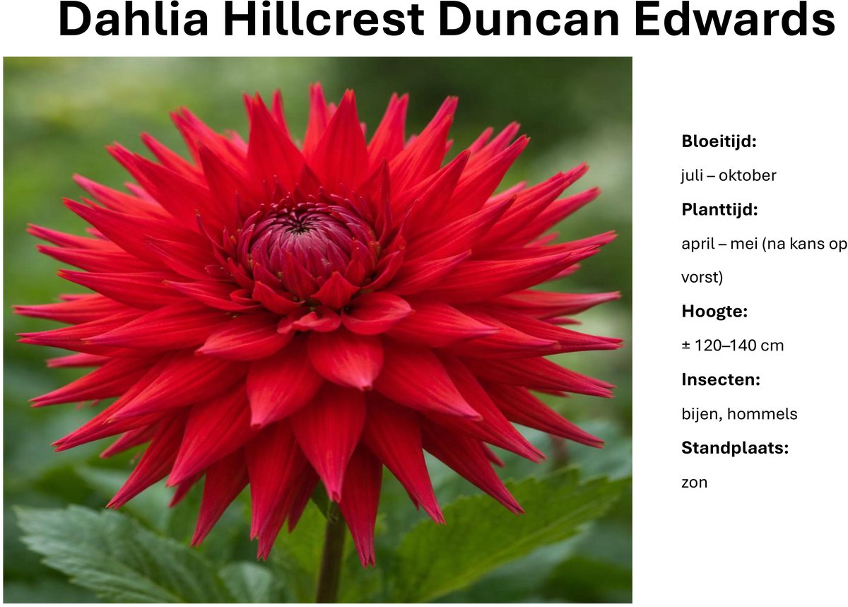 Dahlia knollen - Hillcrest Duncan Edwards - Rode Dahlia - 3 knollen