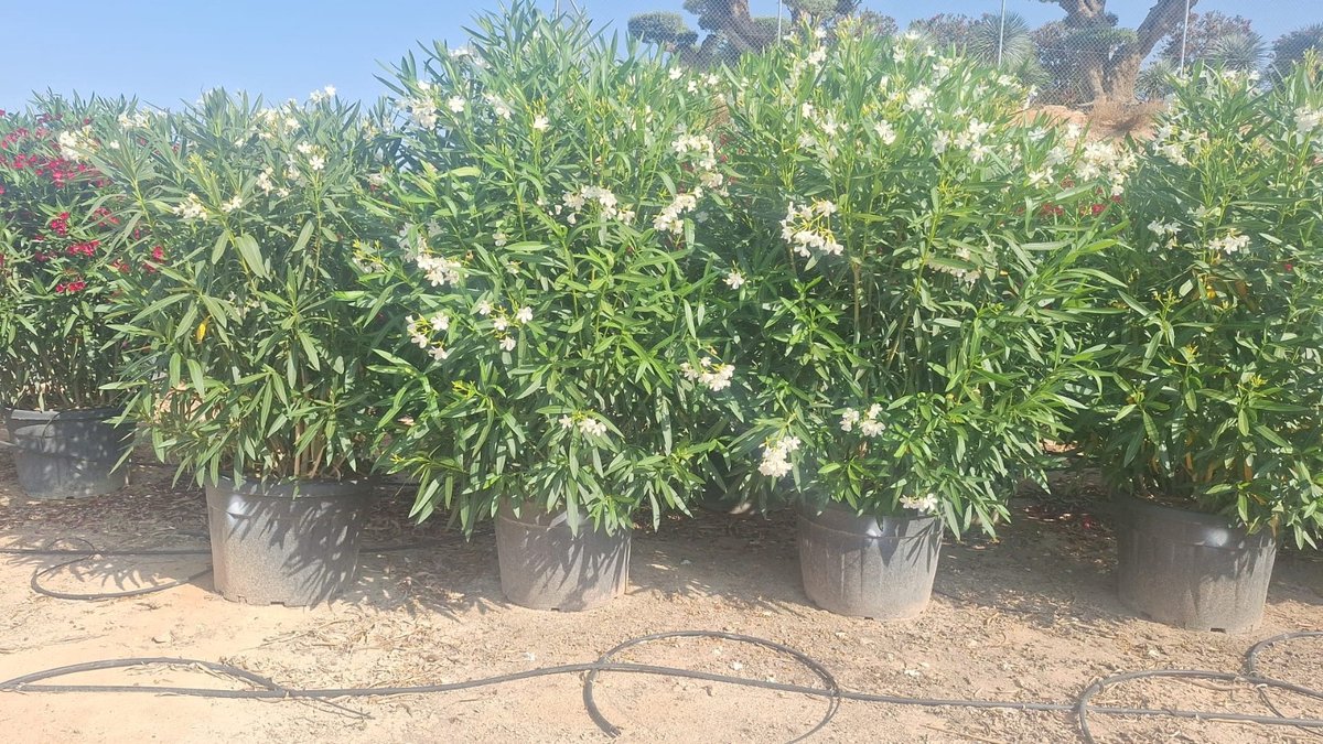 Sunny Tree - Plant - Oleander- Nerium Oleander - 220-240 cm - Kleur Wit - Buitenplant