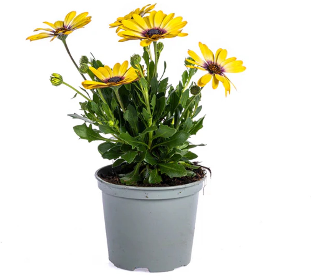 JUNAVERA Osteospermum geel (Spaanse margriet) | 10 cm pot | 