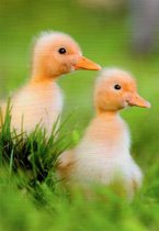 Vrolijke Paasdagen! Een grappige kaart met twee kuikens in het gras. Een mooie kaart om te gebruiken tijdens Pasen. Leuk om zo te geven of om bij een cadeau te voegen. Een dubbele wenskaart inclusief envelop en in folie verpakt.