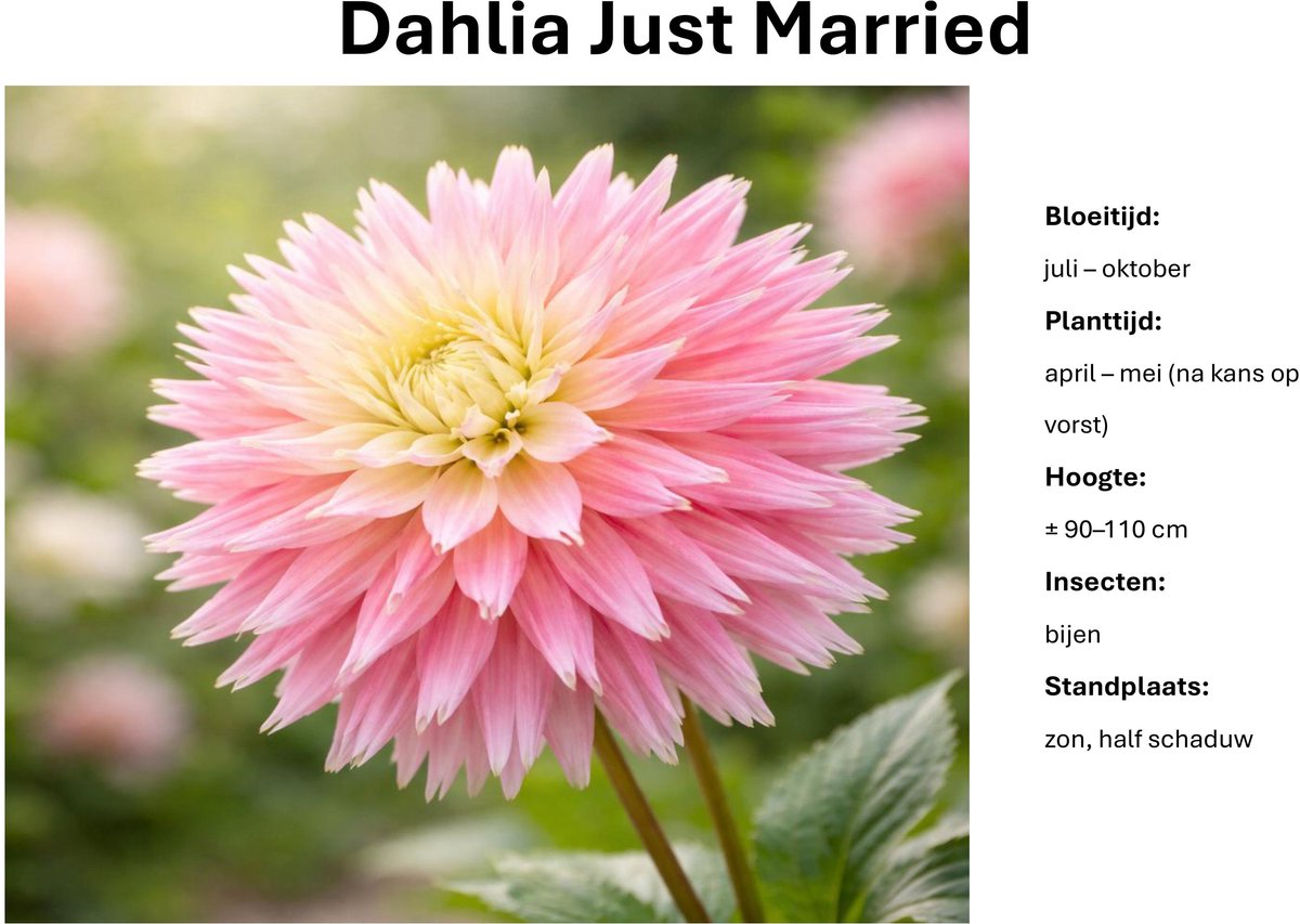 Dahlia knollen - Just Married - Zachtroze Dahlia - 3 knollen