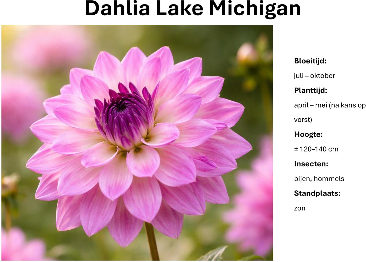 Dahlia knollen - Lake Michigan - Zachtroze Dahlia - 3 knollen