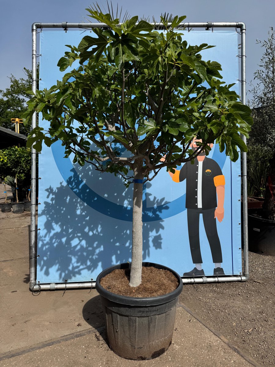 Sunny Tree - Vijgenboom - Boom - Ficus Carica Cuello de dama blanca - 40 jaar oude boom- Zoete eetbare Vijg - 240 cm - Winterhard tot -18