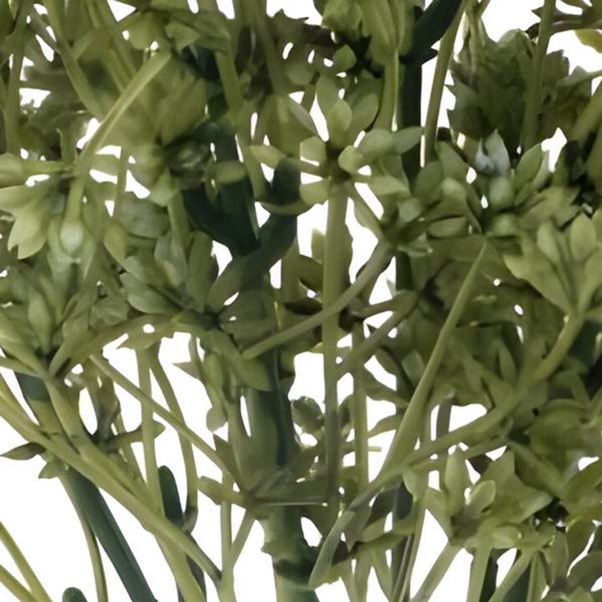 Erutan avon Sedum bush green 32 cm onbekend