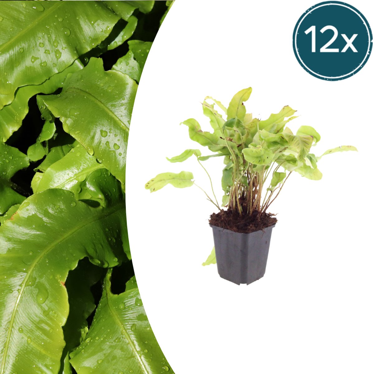 Tuinplantenshop.com | Asplenium scolopendrium | 12 stuks - Ø9cm - 10-25cm hoog - Tuinplant