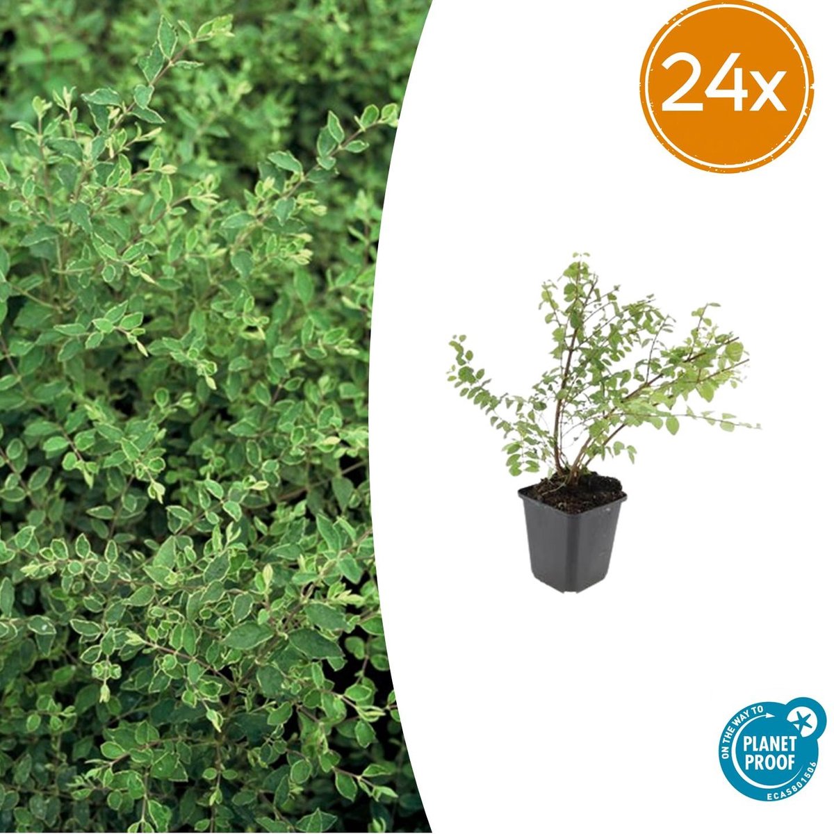 Tuinplantenshop.com | Symphoricarpos ch. 'Hancock' | 24 stuks - Ø9cm - 10-25cm hoog - Tuinplant