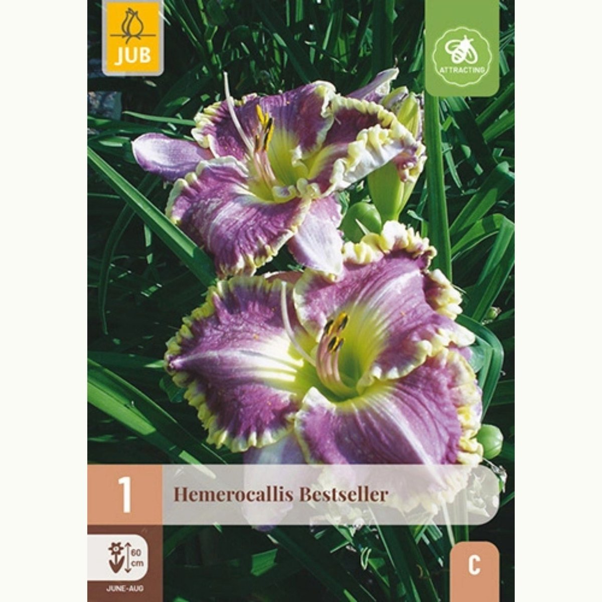 Hemerocallis Bestseller - Daglelie - Bijen-Vlinders - Snijbloemen - bloeit in Juni / Juli / Augustus