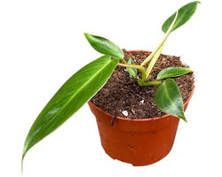 Philodendron Spiritus Sancti - Kamerplant - Potmaat Ø10,5 cm
