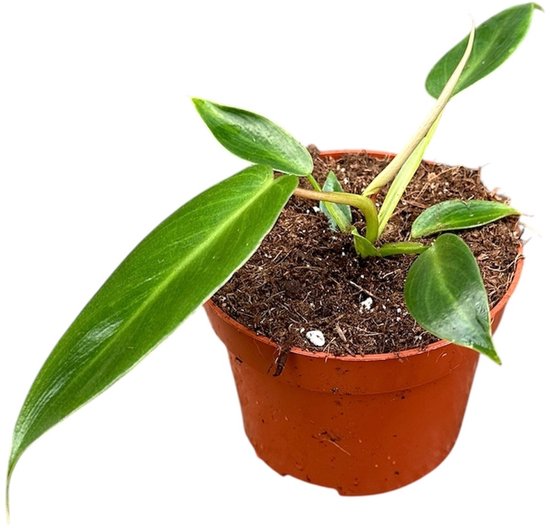 Philodendron Spiritus Sancti - Kamerplant - Potmaat Ø10,5 cm