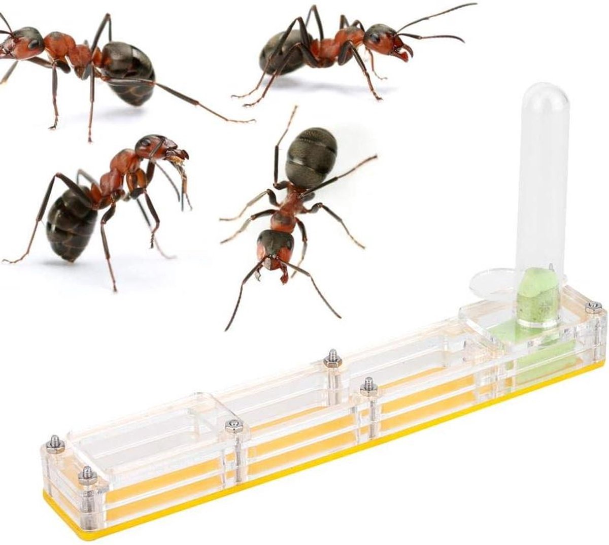 Insecten Mierenboerderij met Voederbox - Educatief Mierennest voor Kinderen - Formicarium voor Levende Mieren