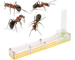 Insecten Mierenboerderij met Voederbox - Educatief Mierennest voor Kinderen - Formicarium voor Levende Mieren