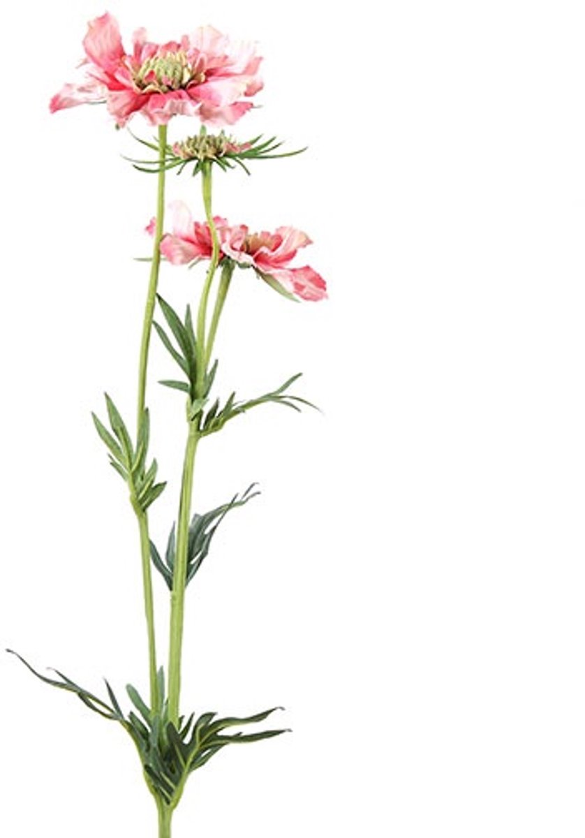 Countryfield Scabiosa José Roze - Zijdenbloem