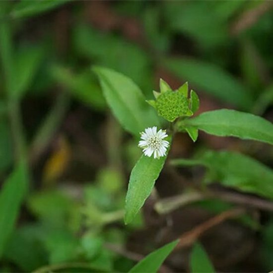 Een kleine witte bloem met groene bladeren op een wazige achtergrond.