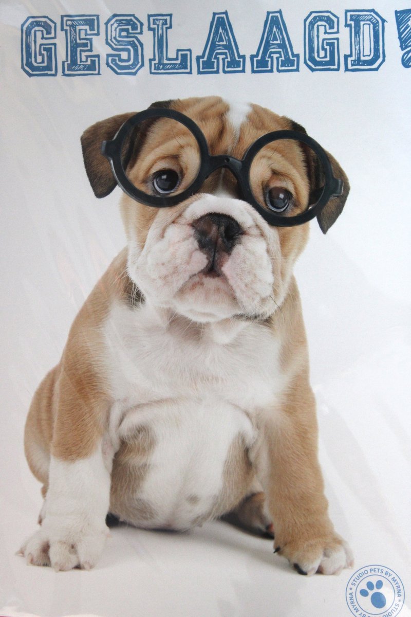 Luxe Wenskaart Geslaagd Diploma - Geslaagd - By Myrna - Hond Pup - 14,5x21cm - Dubbele Kaart - Met Envelop - Luxe Wens Kaart - Greeting Card - 1 Stuks - In Folie Verpakt - Geslaagd Diploma - Gratis Verzonden