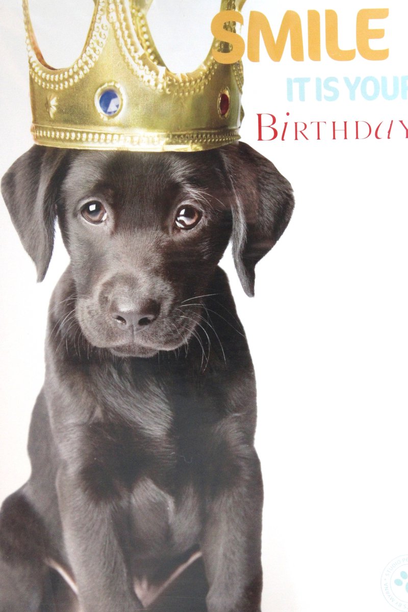Luxe Wenskaart Verjaardag - Hartelijk Gefeliciteerd - By Myrna - Smile It Is Your Birthday - Hond Puppy - 14,5x21cm - Dubbele Kaart - Met Envelop - Luxe Wens Kaart - Greeting Card - 1 Stuks - In Folie Verpakt - Anniversaire - Gratis Verzonden