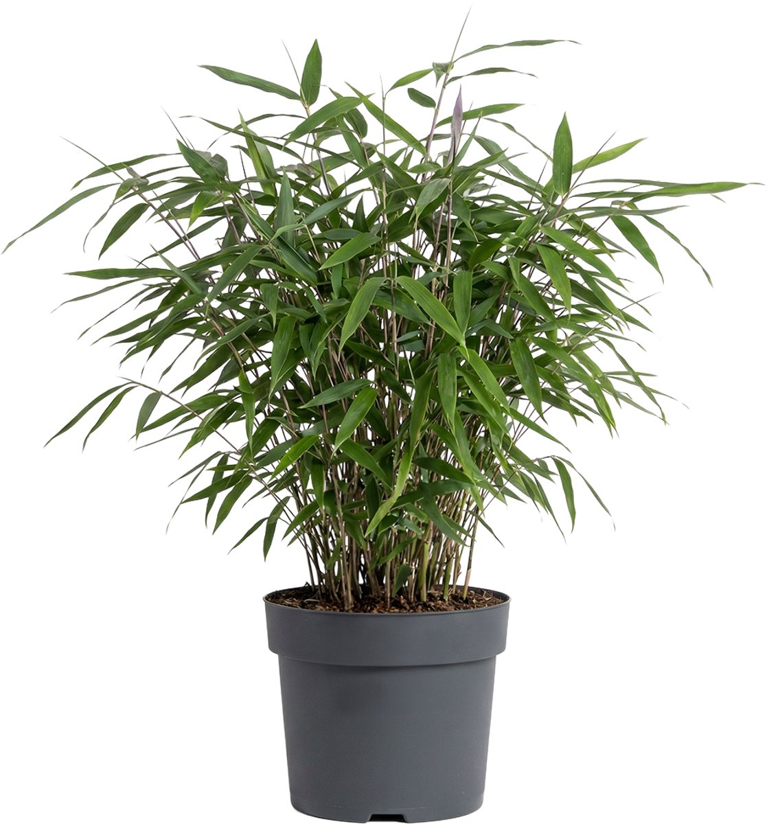 Bloomique - Fargesia Asian Wonder - Bamboe Plant - Niet Woekerend - Tuinplanten - Haagplant - Hoogte 20-40 cm - Pot 14 cm