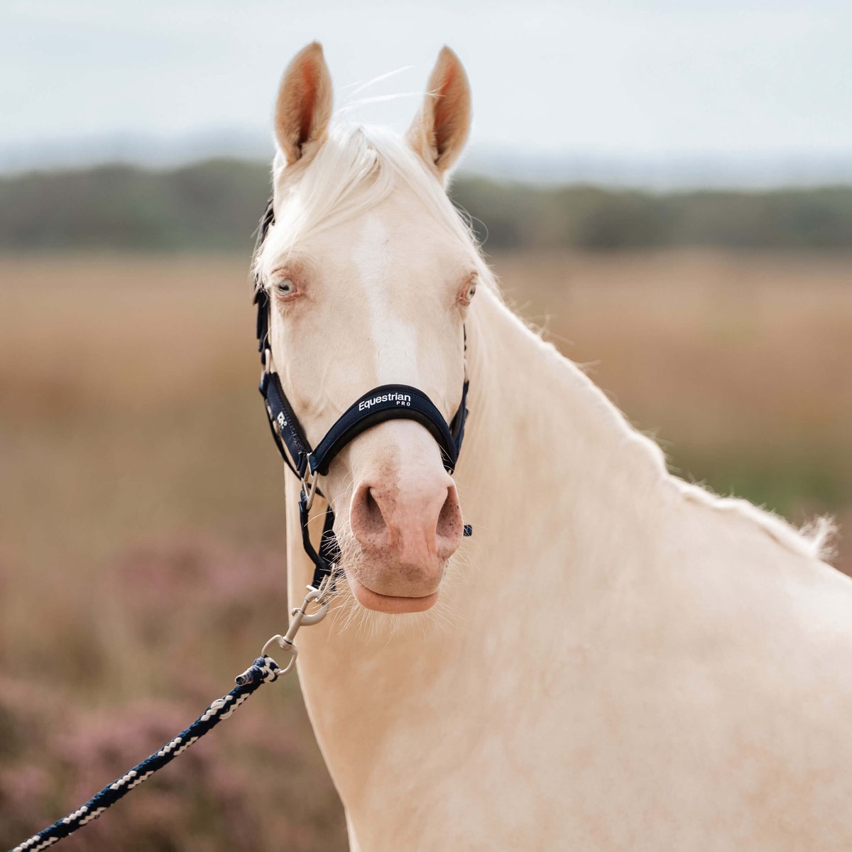HALSTER SET PRECIOUS | Mini Shetlander