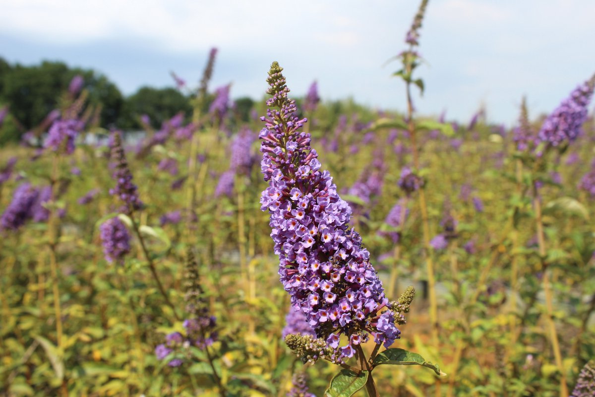2 stuks Buddleja davidii 'Empire Blue' - vlinderstruik met prachtige paarse bloemen - winterhard - magneet voor bijen en vlinders