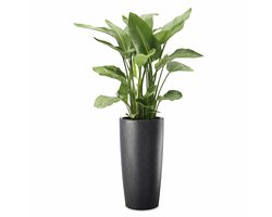 Elezza Musa Matte Bloempot Ø25 x H52 cm - Antraciet
