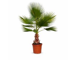 Palmen-Stunt - Washingtonia Robusta - palmboom - hoogte 120/140cm - 15L pot - Stamhoogte 40cm - winterharde (- 5 graden) palmbomen voor buiten