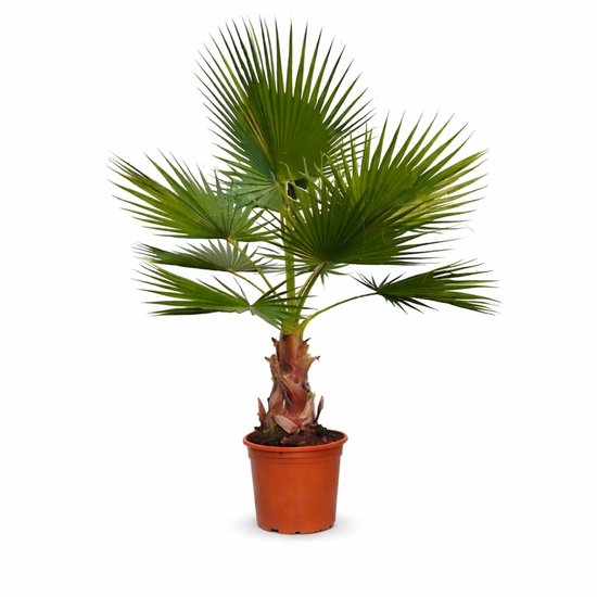 Groene palmboom met bruine stam in een oranje plastic pot.