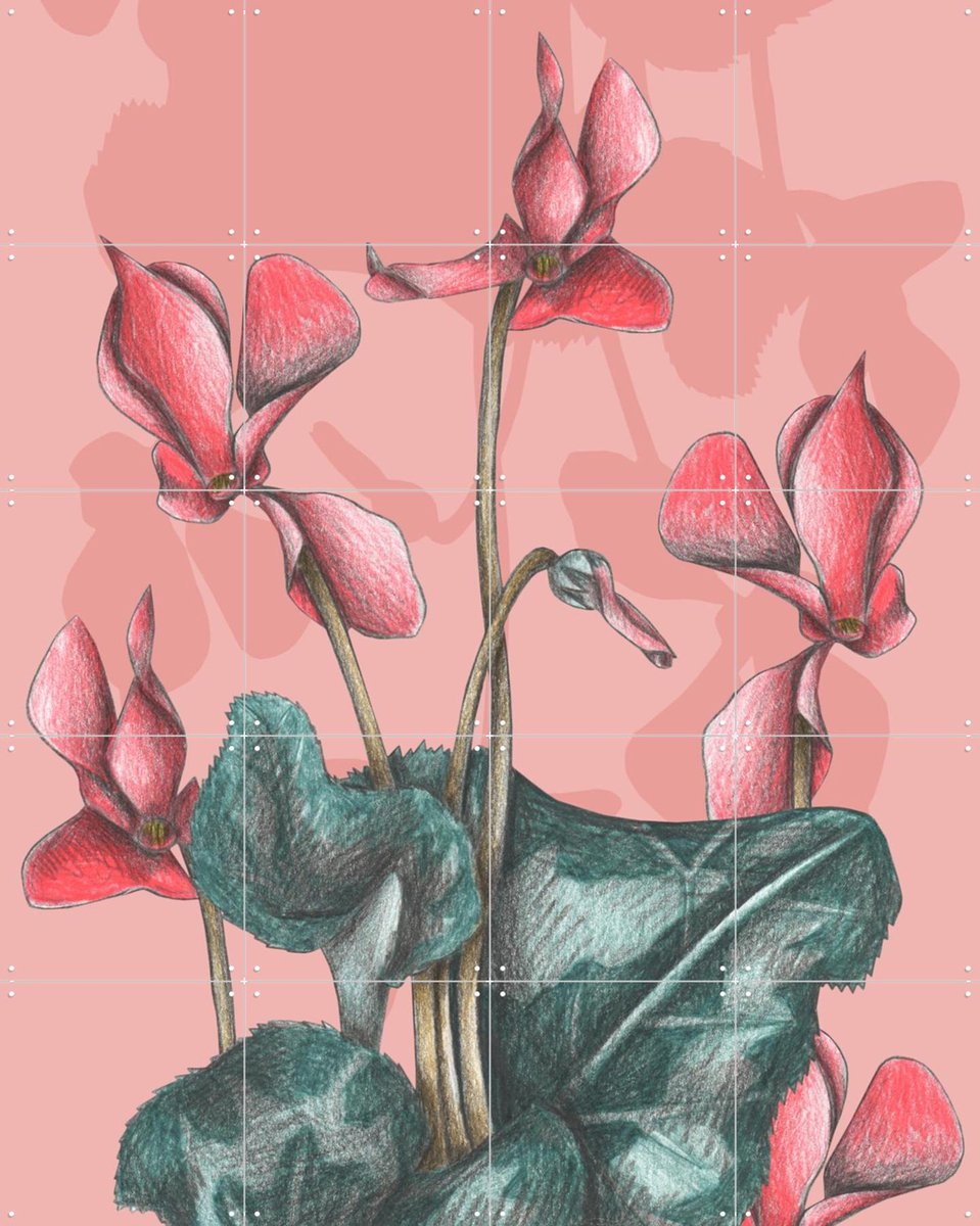 IXXI Cyclamens, Cecilia Battaini - 80 x 100 cm - Gratis ophangtool - Grote wanddecoratie en posters - Tekeningen, Illustraties, Naturalisme