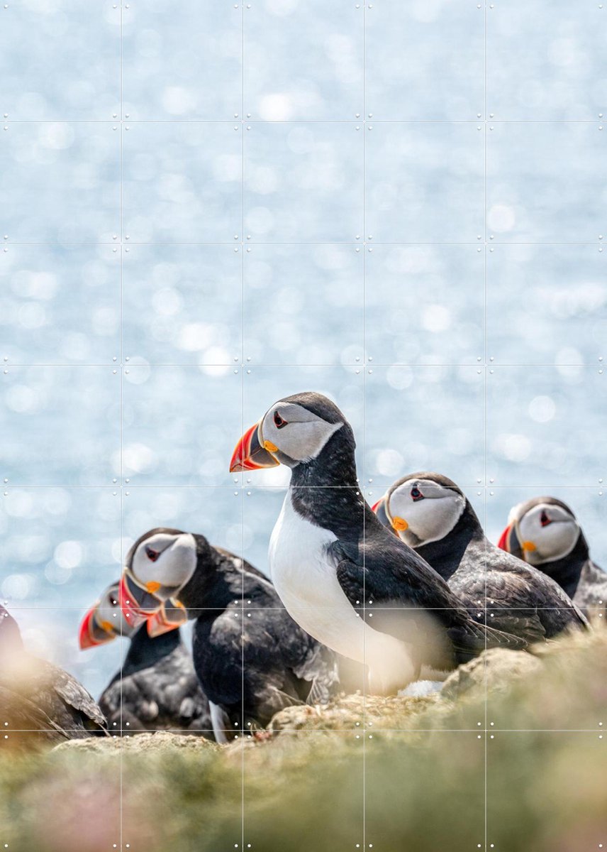 IXXI Puffins, Henrike Schenk - 100 x 140 cm - Gratis ophangtool - Grote wanddecoratie en posters - Naturalisme, Fotografie, Kleurrijk, Woonkamer