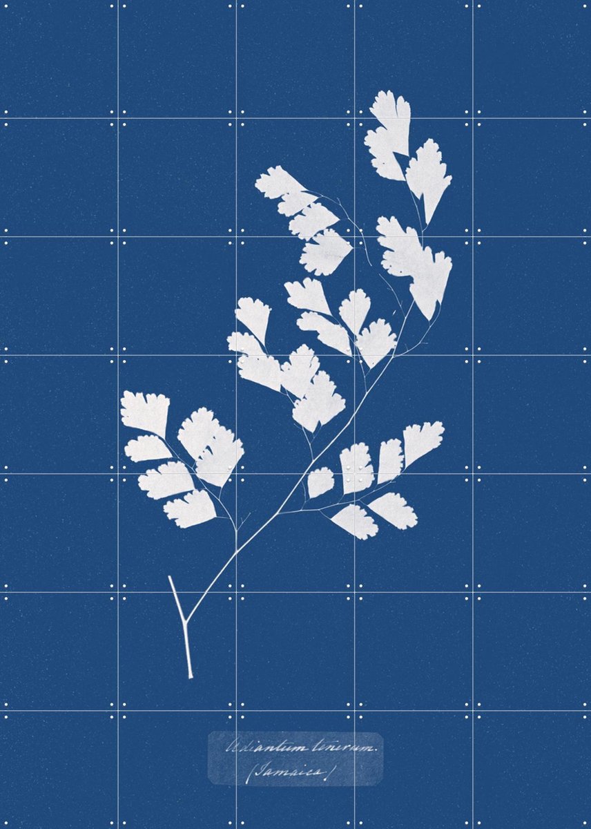 IXXI Adiantum Tenerum Fern, Aster Edition - 100 x 140 cm - Gratis ophangtool - Grote wanddecoratie en posters - Abstract, Klassiek, Vintage, Planten
