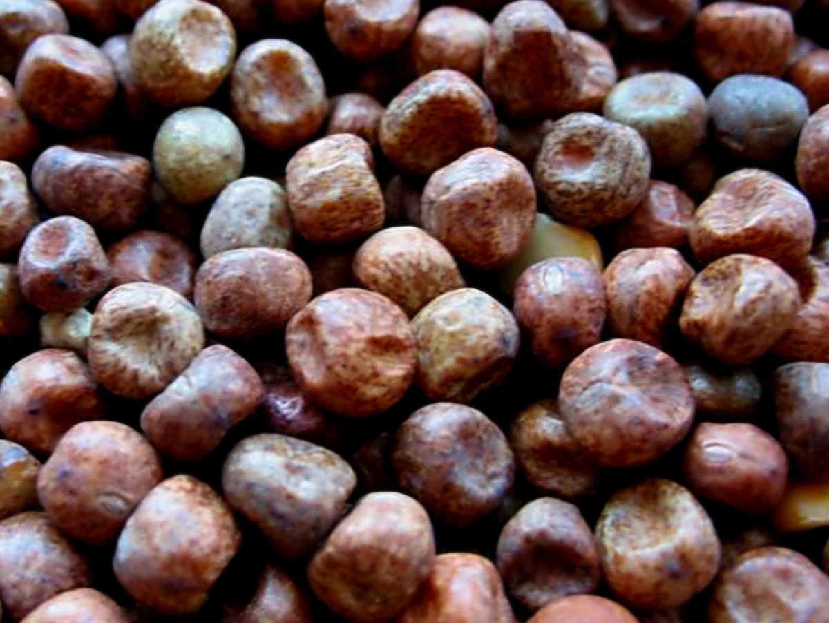 Maple peas (erwten ) 3 kg