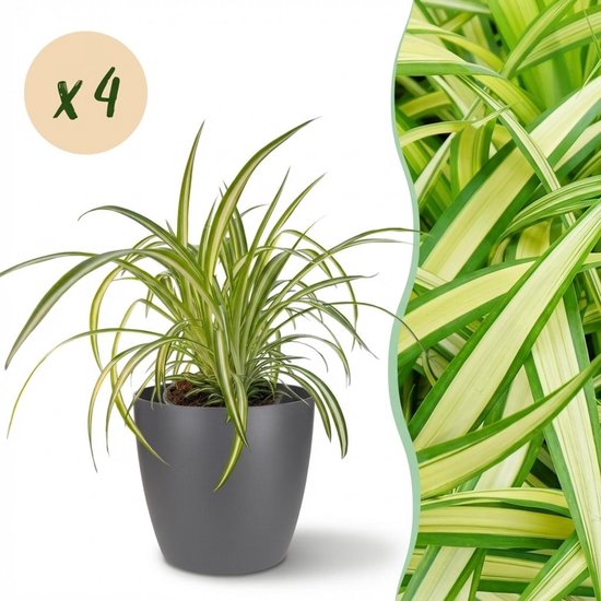 Green boutiQ - Kamerplant - Chlorophytum comosum Variegatum - Bonte Graslelie - Huisdiervriendelijke Plant - Groen - 4 Planten - met Potter Grijs - Pot 12cm - Hoogte 20cm