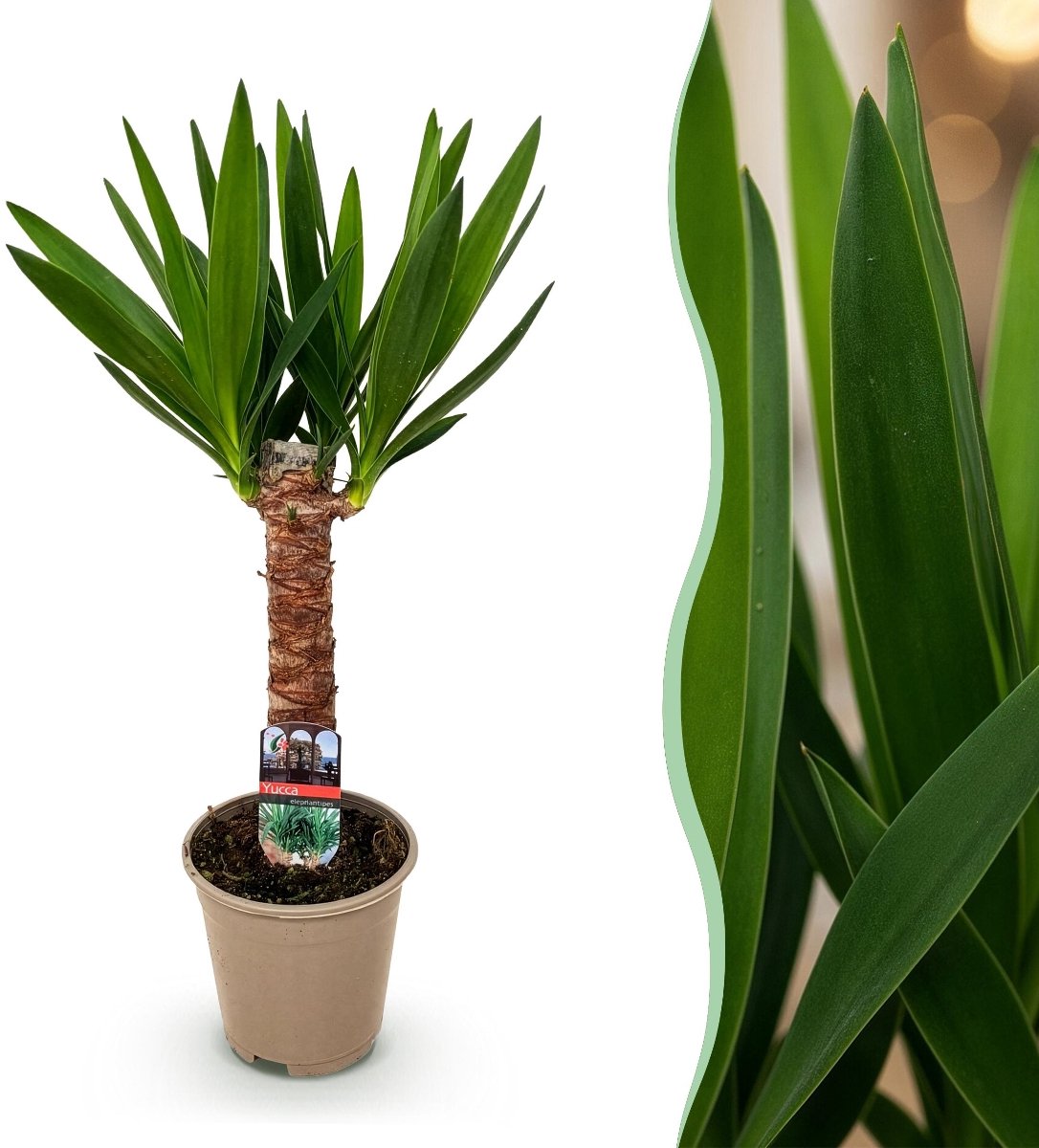 Green boutiQ - Kamerplant - Yucca elephantipes - Yucca - Weinig onderhoud - Groen - 1 - Pot 14cm - Hoogte 55cm