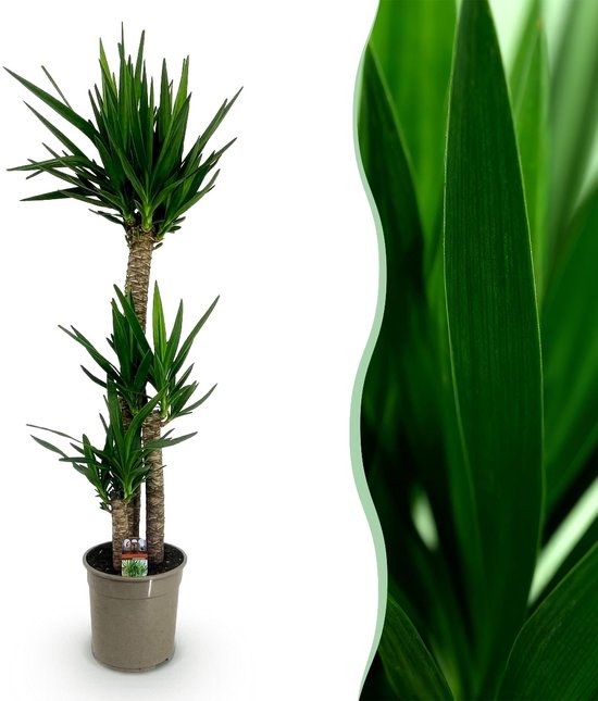 Green boutiQ - Kamerplant - Yucca elephantipes - Yucca - Weinig onderhoud - Groen - 1 - Pot 24cm - Hoogte 140cm