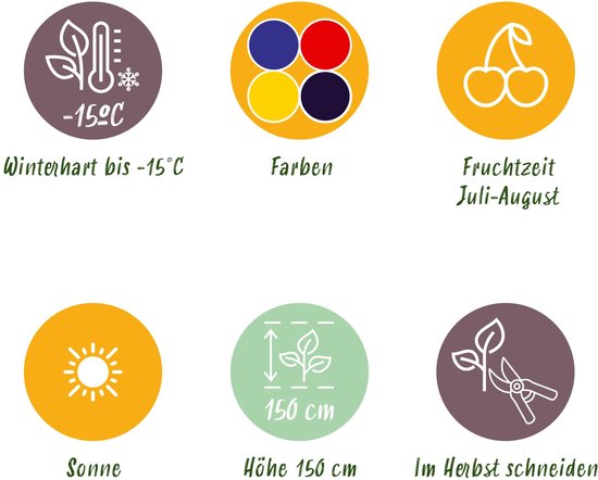 Infographic met zes cirkels: winterhard tot -15°C, kleuren, vruchtentijd juli-augustus, zon, hoogte 150 cm, snoeien in de herfst.