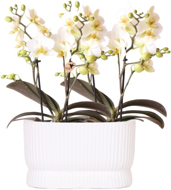Kolibri Orchids | Witte orchideeënset Diabolo Twin White | 2× Lausanne Ø9cm – incl. waterreservoir