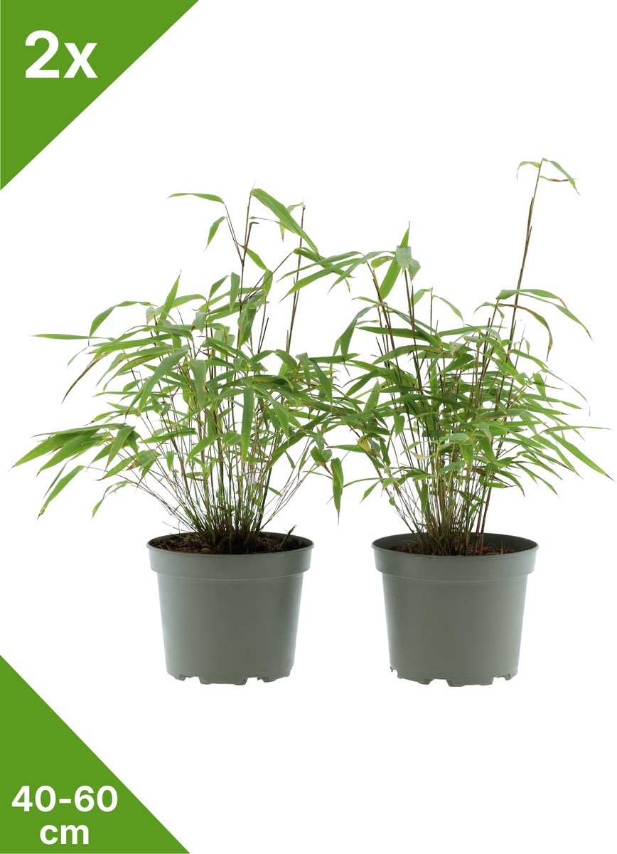 GARDENZO - 2x Fargesia 'Gansu' groene bladhoudende niet woekerende Bamboe in C2 - 40-60 cm