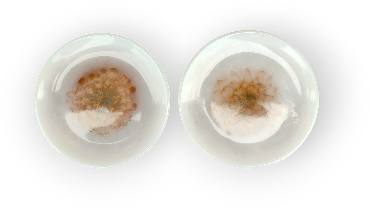 Resin Art JR: Theetips / Klein schaaltje / Schaaltje voor theezakjes / Amuseschaaltje
