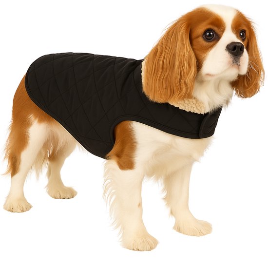 Cavalier King Charles Spaniel draagt een zwarte gewatteerde hondentrui met teddykraag.