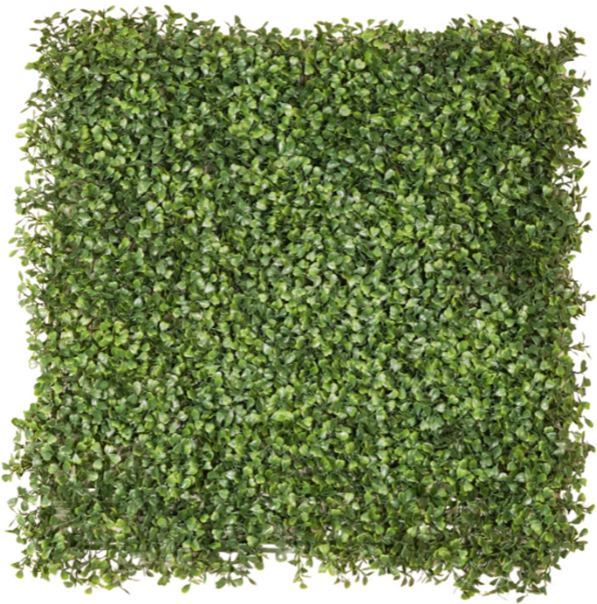 Emerald Kunst Plantenwand Buxus UV 50x50cm - Kunstplant voor binnen Groen