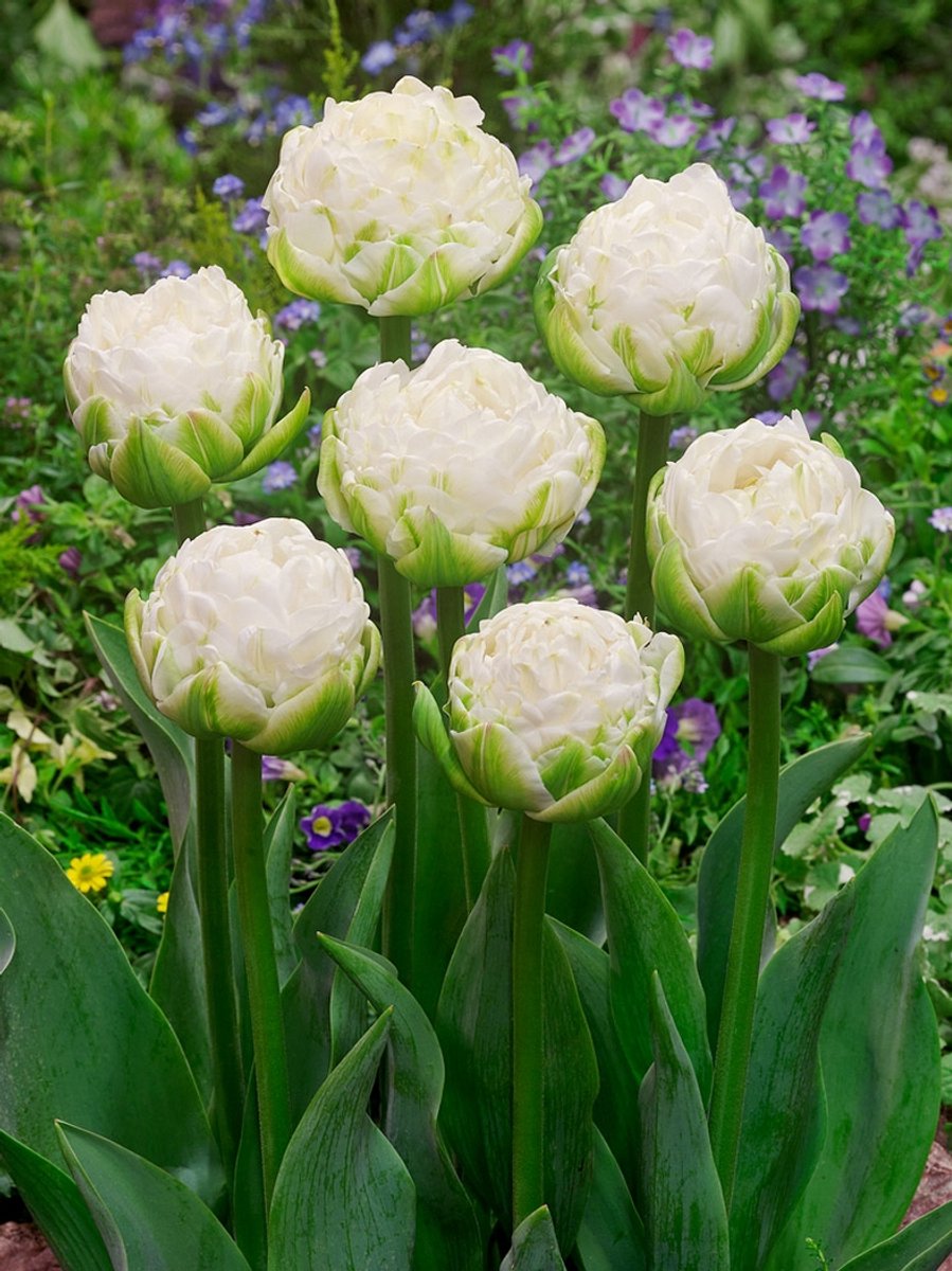15x Tulpen 'White mountain' - BULBi® Bloembollen met bloeigarantie