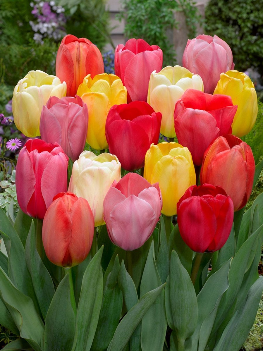 10x Tulpen 'Darwin hybride gemengd' - BULBi® Bloembollen met bloeigarantie