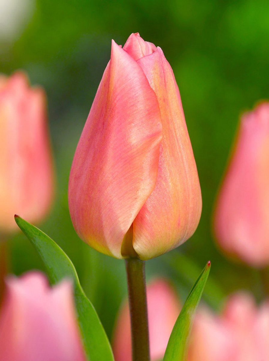 10x Tulpen 'Apricot beauty' - BULBi® Bloembollen met bloeigarantie