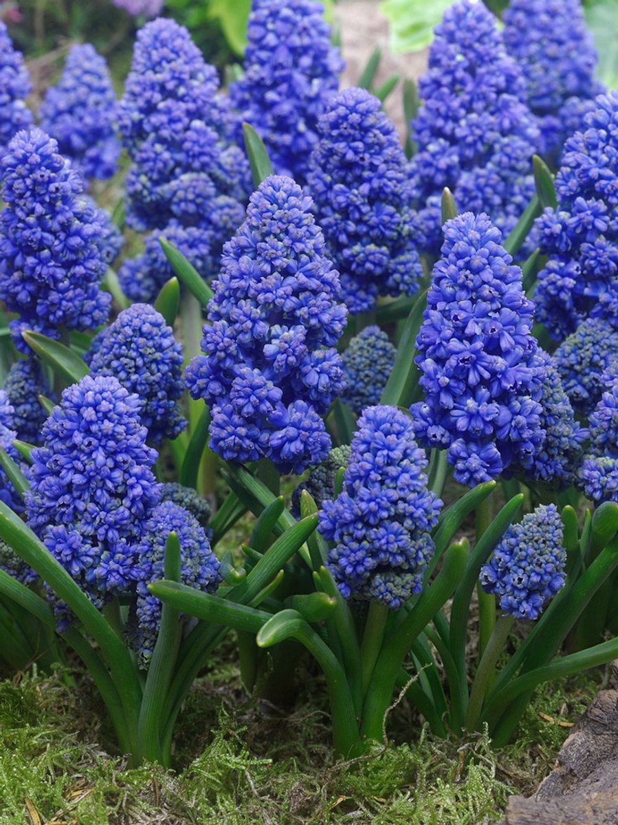 50x Blauwe druifjes 'Muscari blue spike armeniacum' - BULBi® Bloembollen met bloeigarantie