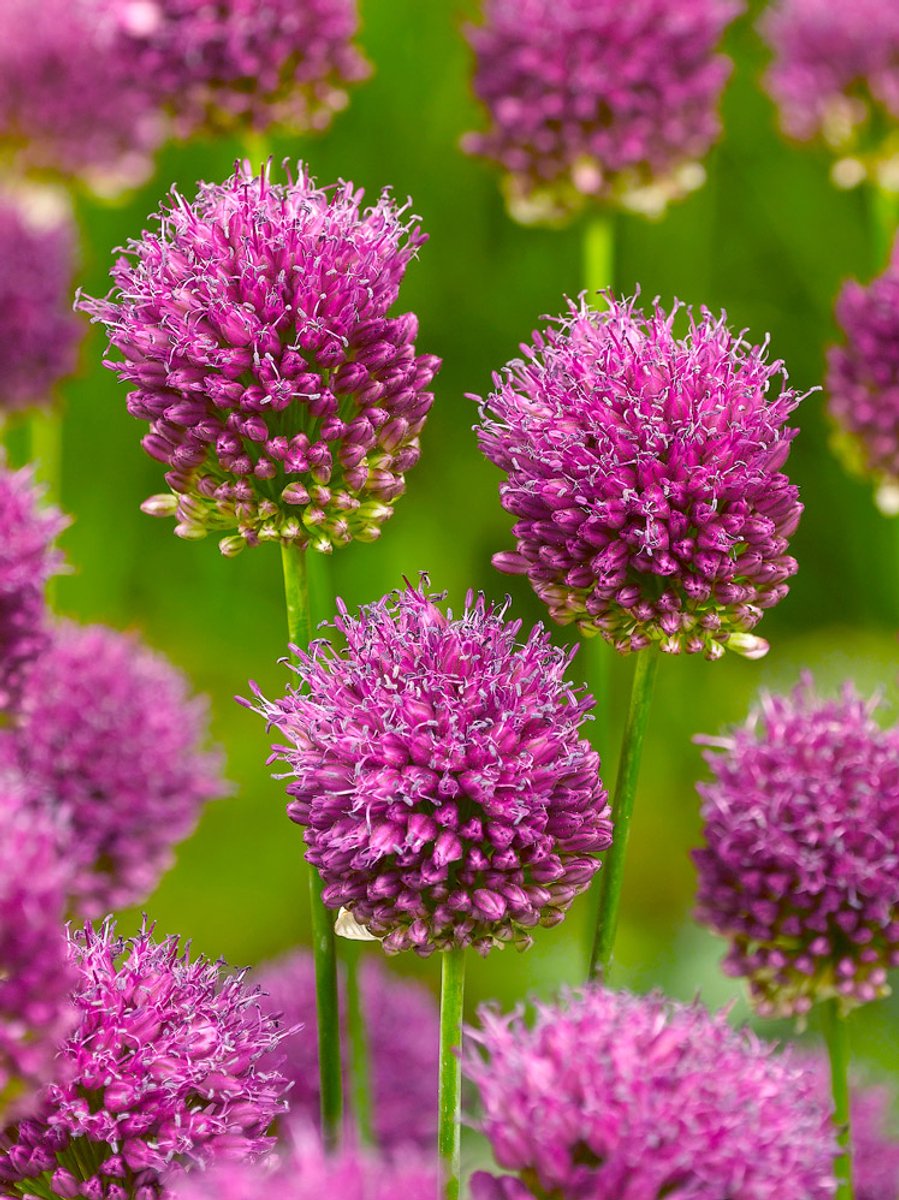 50x Allium 'Sphaerocephalon' - BULBi® Bloembollen met bloeigarantie
