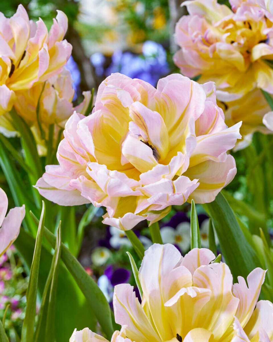 10x Tulpen 'Password' - BULBi® Bloembollen met bloeigarantie