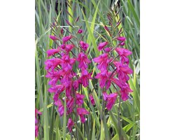 25x Gladiolen 'Communis byzantinus (italicus)' - BULBi® Bloembollen met bloeigarantie