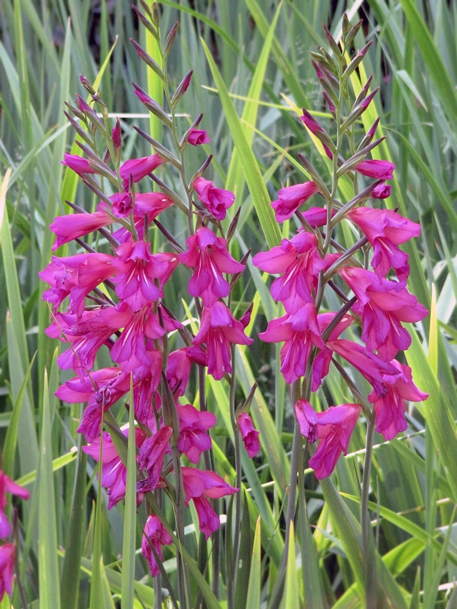 25x Gladiolen 'Communis byzantinus (italicus)' - BULBi® Bloembollen met bloeigarantie