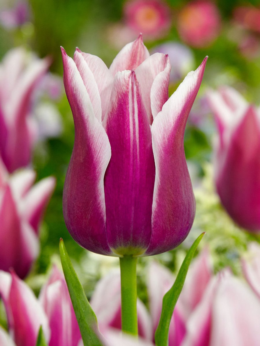 20x Tulpen 'Claudia' - BULBi® Bloembollen met bloeigarantie