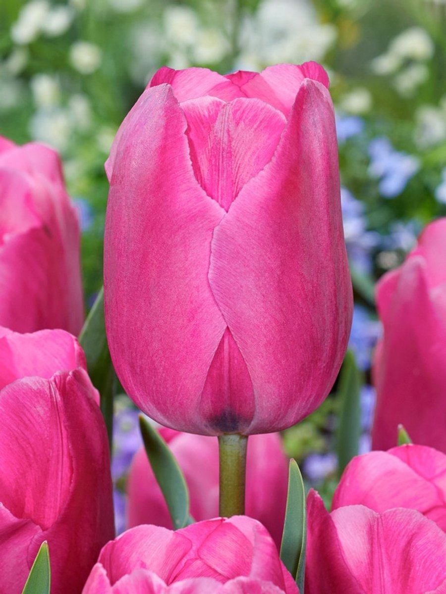 20x Tulpen 'Don quichotte' - BULBi® Bloembollen met bloeigarantie