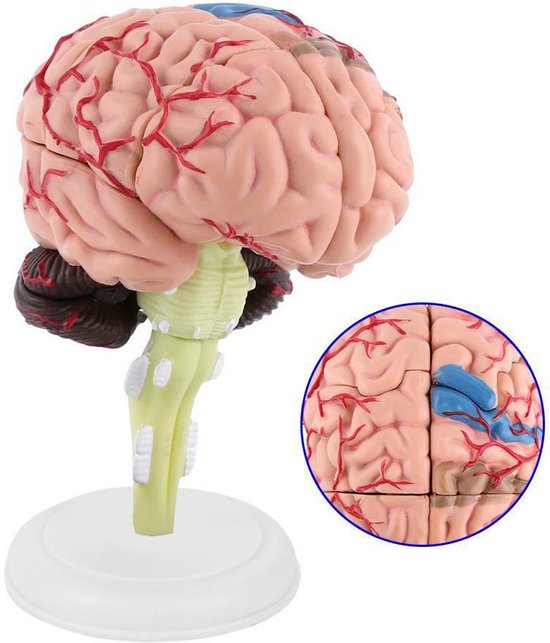 Anatomie du cerveau 4D - Modèle Anatomie - Anatomie du Cerveau - Le corps humain