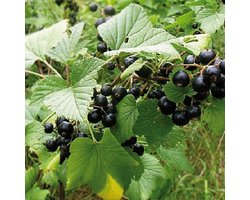 Zwarte bes - Ribes nigrum - kleinfruit - bessenstruik - fruitstruik - hoog gehalte vitamines en mineralen